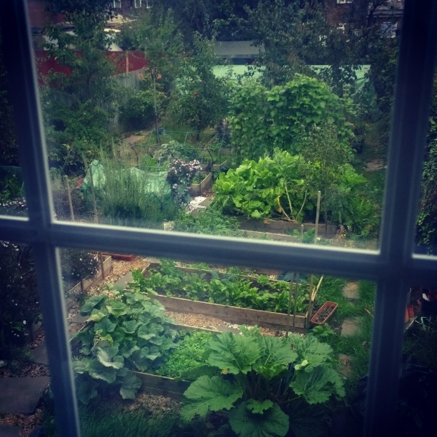 My home organic permaculture garden